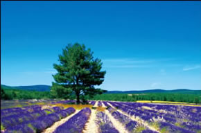 普罗旺斯酒庄 PROVINCE