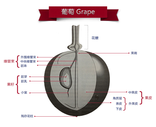 葡萄解刨图