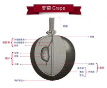 <b>酿酒葡萄品种知识综述</b>