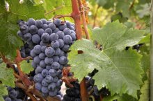 <b>Cabernet Franc 品丽珠</b>