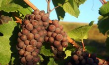 <b>Pinot Gris 灰皮诺</b>